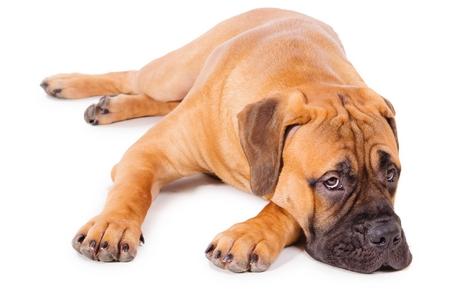 Éduquer un chien âgé : possible ou non ? Voici nos conseils