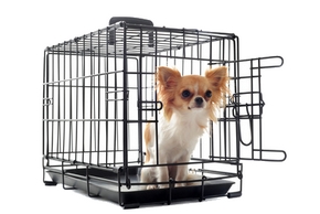 Caisse pour chien