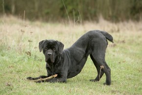 Cane corso noir qui fait la reverence