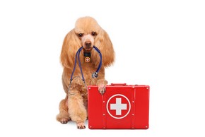 Caniche avec sa trousse de secours