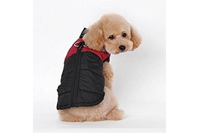 Caniche avec une doudoune