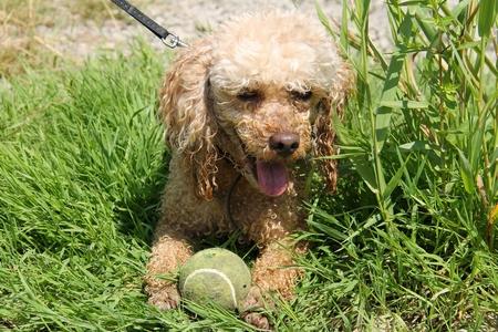 Caniche balle adobestock 114942124
