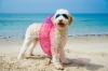 Caniche bouee adobestock 63850644