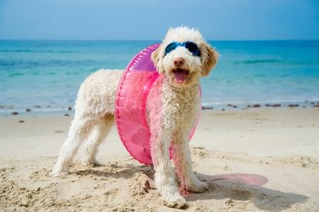 Caniche bouee adobestock 63850644