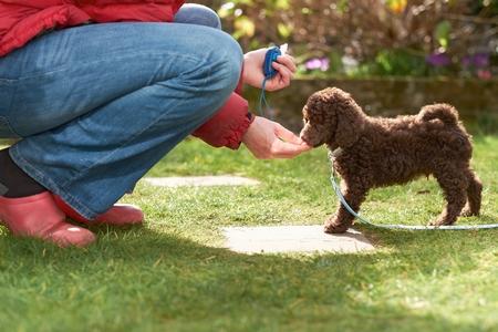 Eduquer son chiot : quand faut-il commencer ?