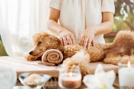 Ostéopathe pour chien : comment bien le choisir ?