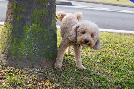 L'infection urinaire chien : causes, traitements, prévention