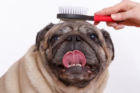 Brosse pour chien : poils longs,  poil court, la meilleure ?