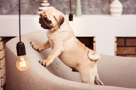 Conseils pour initier à votre chien à éteindre les lumières