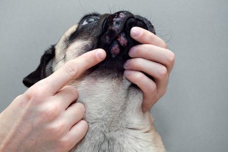 Teigne du chien : causes, traitements, prix