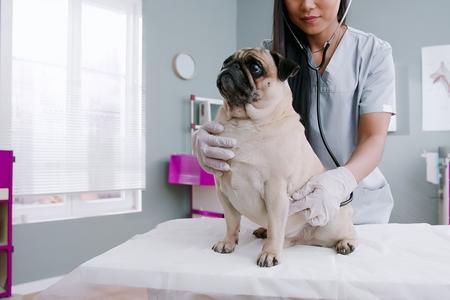 Inflammation de l'intestin chez le chien : causes, symptômes, traitement