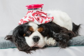 Cavalier king charles avec bouillotte