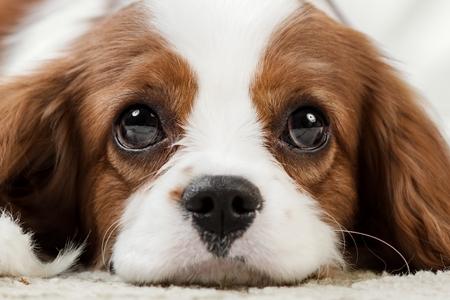 Cavalier king charles couche triste adobestock 265968181