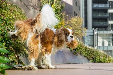 Cavalier king charles urine adobestock 96165489