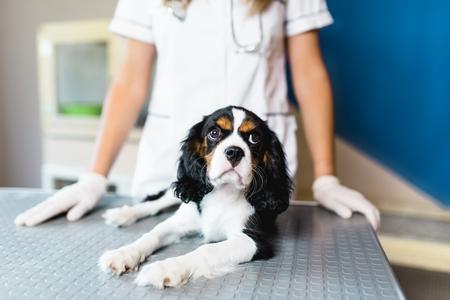 Cavalier king charles veterinaire adobestock 174740556