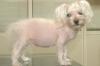 Chien atteint de la maladie de cushing