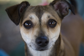 Chien au regard pacifique