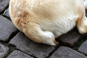 Chien avec la queue coupee