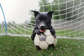 Chien avec son ballon de foot