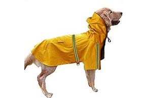 Chien avec un imper jaune