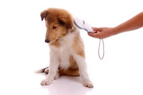 Informations sur la puce électronique chez le chien