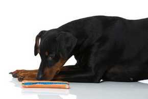 Chien avec une saucisse empoisonnee