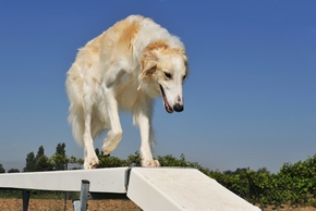 Chien barzoi qui fait de l agility