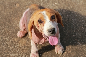 Chien beagle atteint de la gale