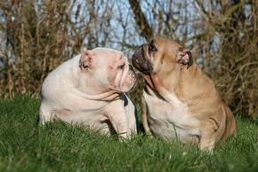 Prognathie chien : définition, risque, traitement, etc.