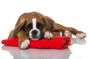 Chien boxer avec une bouillotte rouge