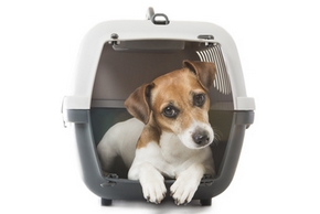 Chien cage