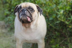 Salivation chez le chien : Rôles, causes anormales, réaction