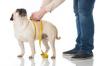 Chien carlin qui se fait mesurer la taille
