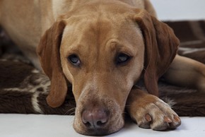 Chien couche au regard triste