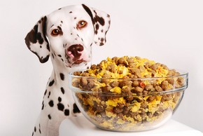 Chien dalmatien devant un bol de croquettes