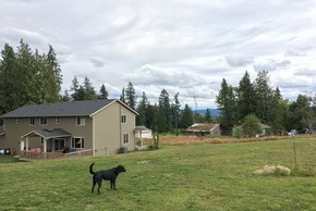 Chien dans un jardin en famille d accueille