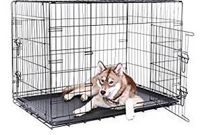 Chien dans une cage