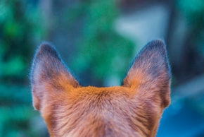 Chien de dos avec les oreilles redressees