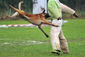 Chien de ring