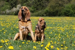 Chien de saint hubert avec son petit