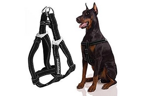 Chien doberman avec un harnais anti traction