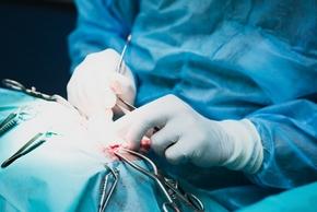 Gastropexie par laparoscopie ou incisionnelle chez le chien