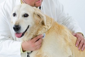Chien golden en consultation chez le veterinaire