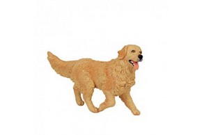 Chien golden retriever