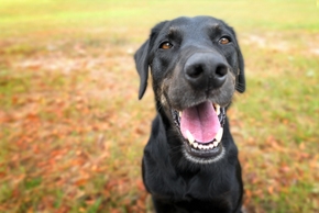 Chien heureux dans un parc