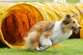 Chien jumping