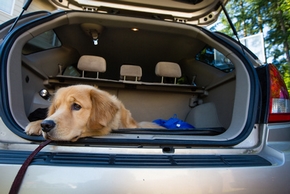 Chien malade en voiture