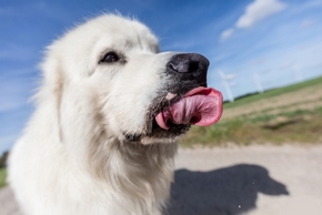 Causes de la langue bleue chez le chien et comment réagir