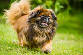 Chien pekinois qui trottine sur l herbe