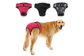 Chien portant une culotte
